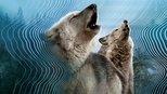 Finding a Voice